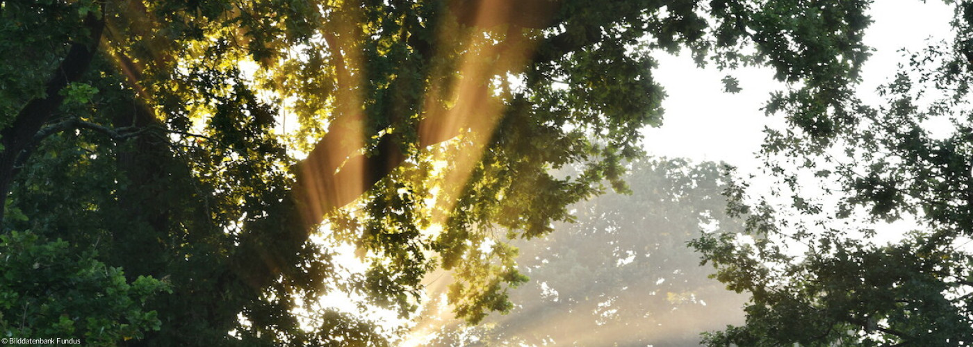 Sommer im Wald #3