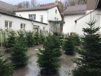 Christbaumverkauf Tagesstätte