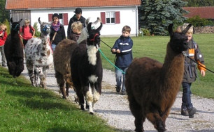 Spaziergang mit Alpakas